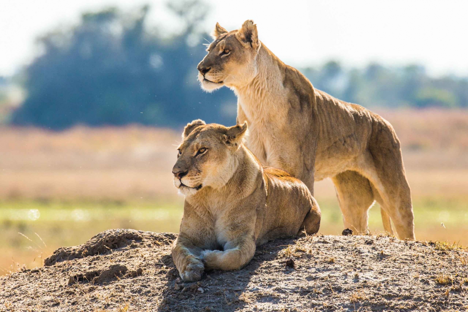 Walk with the Lions